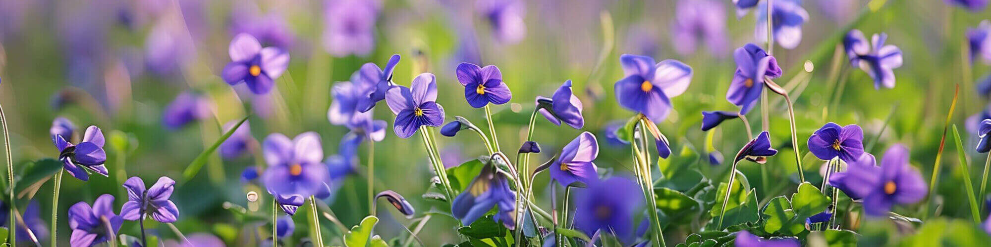 Ibolyaillatú parfümök Ibolyaillatú parfümök