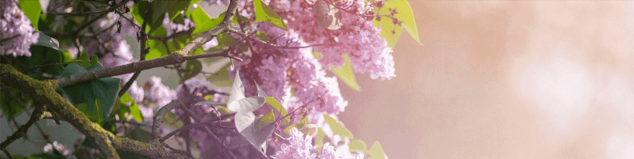 Orgonás parfümök Orgonás parfümök